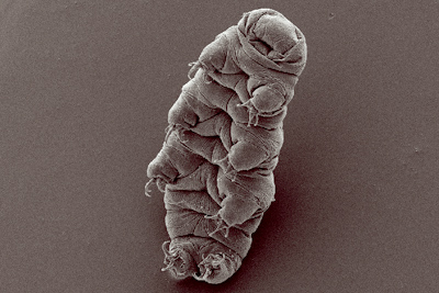 Tardigrado (Hypsibius dujardini). Micrografia por Bob Goldstein