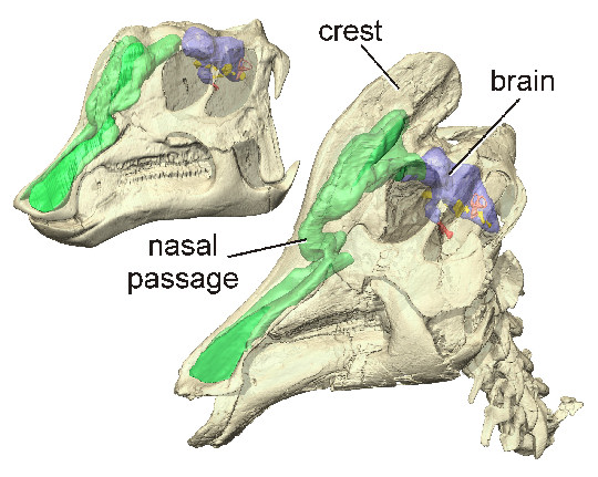 Reconstrucción del cráneo de un coritosaurio joven. Cortesia de Witmer & Ridgely, Ohio University.